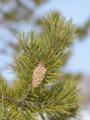 Pine branch with cone