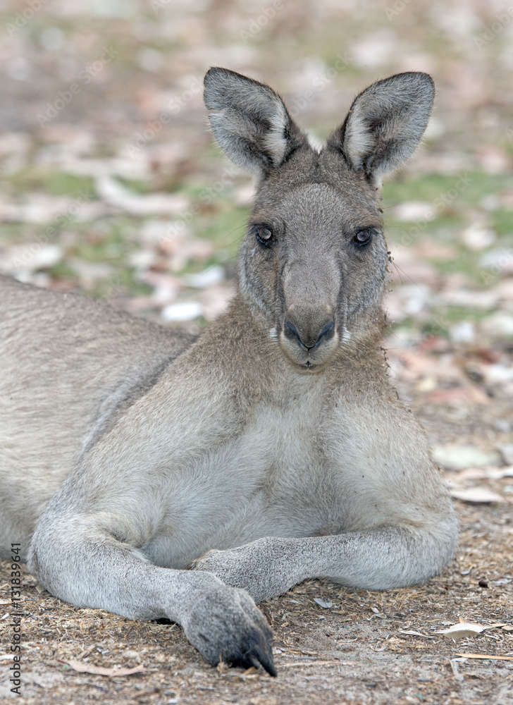male grey kangaroo looking towards camera.