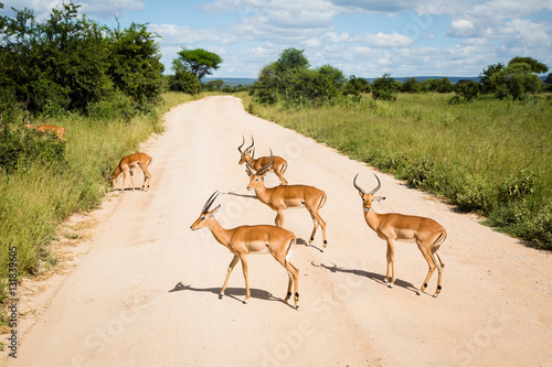 A herd of Gazelles in the middle of the road in Tarangire National Park photo