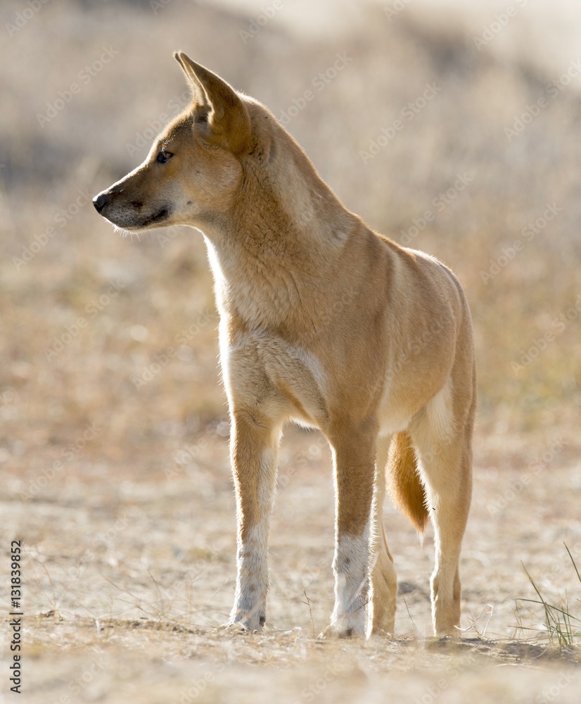 Australian dingo near Cooper Creek, South Australia. Australian dingo near Cooper Creek, South Australia.