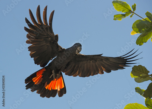Red tailed black cockatoo.