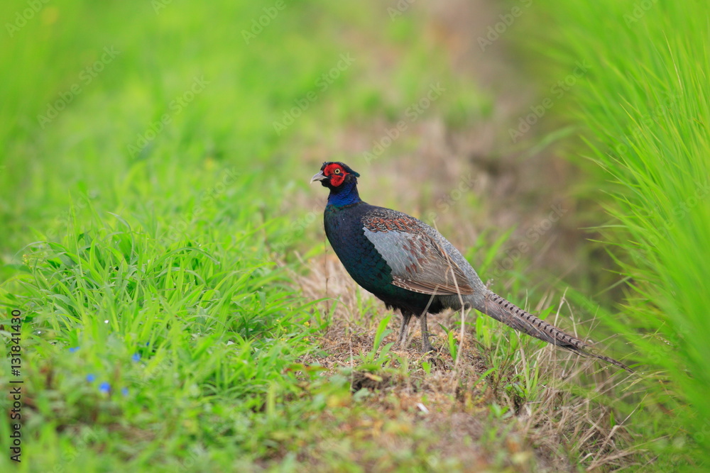 Japanese Pheasant (Phasianus versicolor) in Japan
Japanese Pheasant (Phasianus versicolor) in Japan