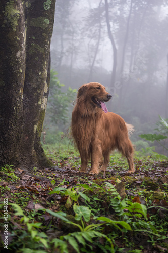 The golden retriever in the woods