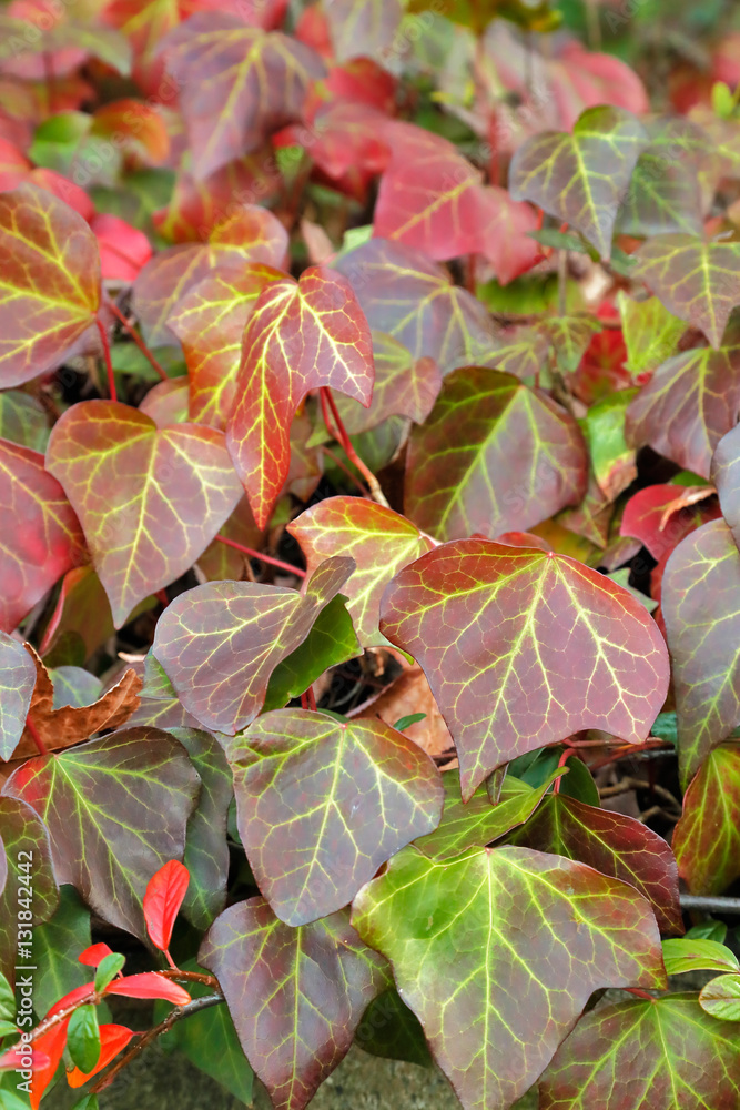 紅葉したアイビー Stock 写真 Adobe Stock 紅葉したアイビー Stock 写真 Adobe Stock