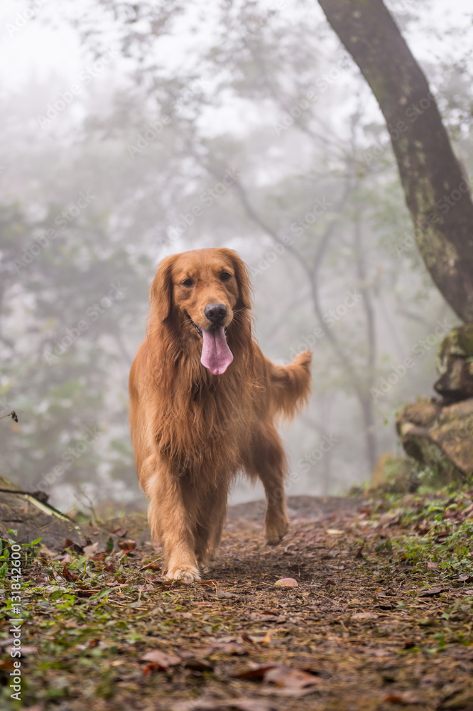 Obraz premium The golden retriever in the woods