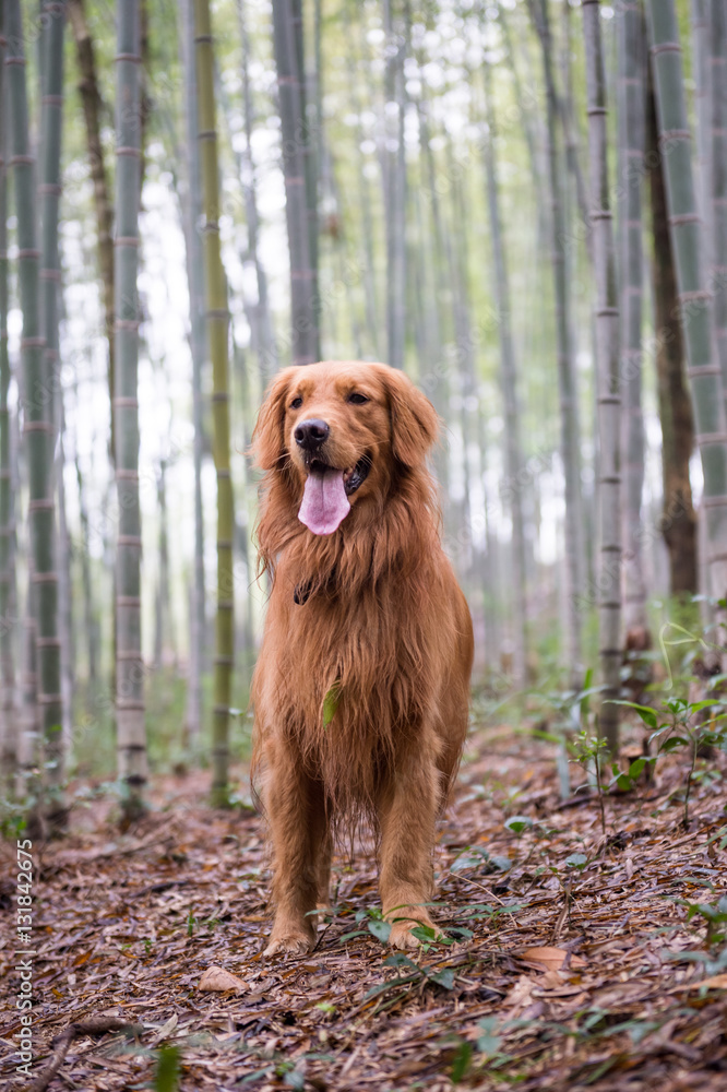The golden retriever in the woods