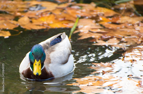 A Mallard Duck in a Lake