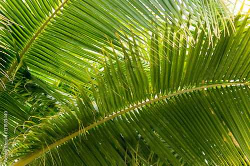 coconut leaves  background