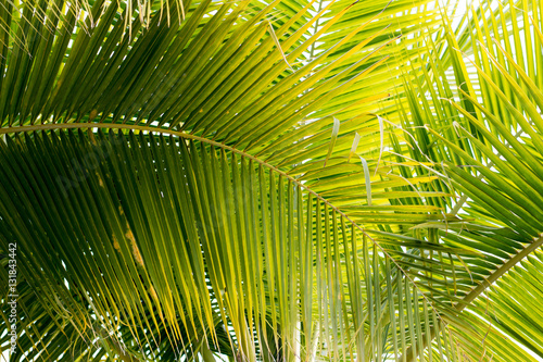 coconut leaves  background © muangsatun