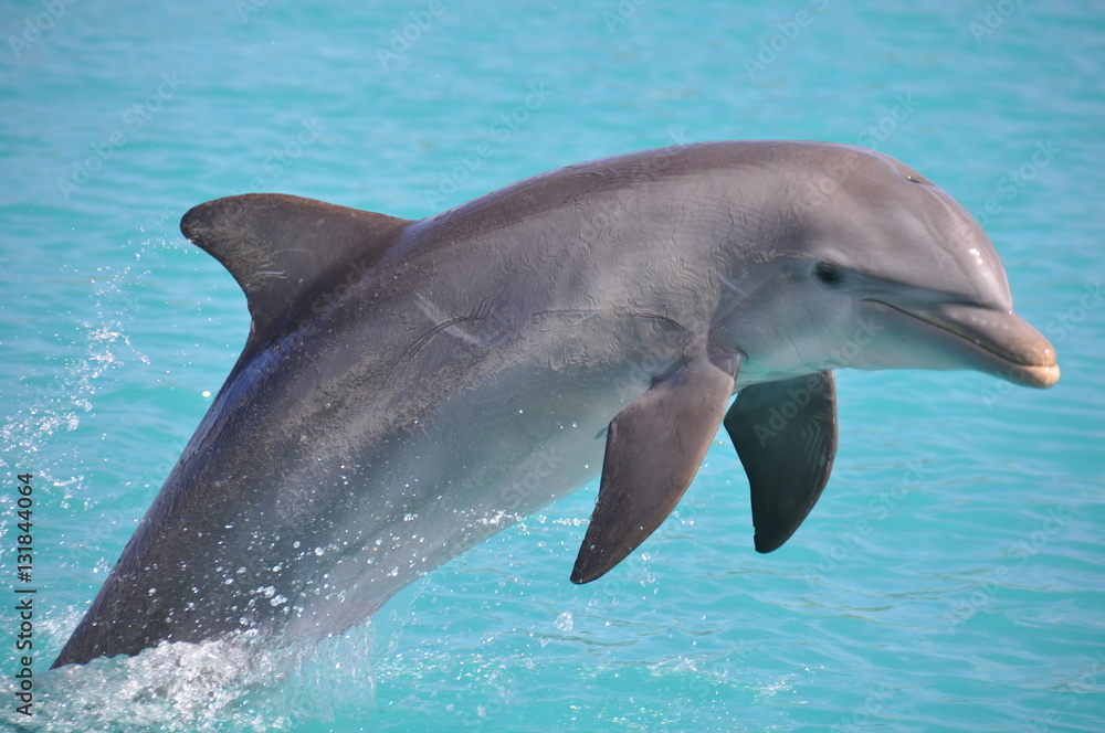 Fototapeta premium Roatan Honduras Dolphin