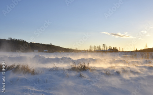 Midwinter day with stormy weather and snow over a meadow in the North of Sweden.