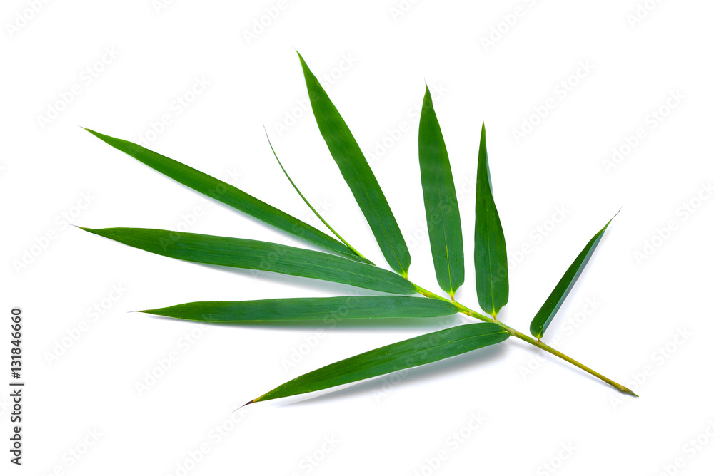 Fototapeta premium Bamboo leaf isolated on white background