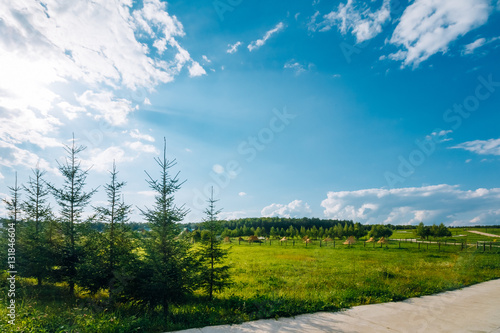 Beautiful summer landscape with pine trees