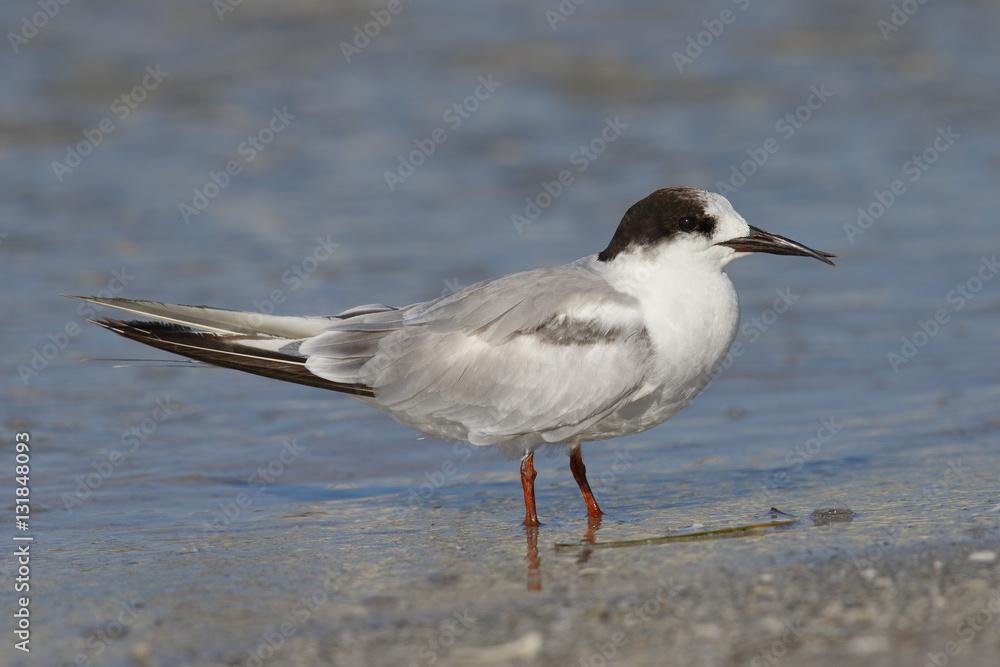 Common Tern with a deformed beak - St. Petersburg, Florida Common Tern with a deformed beak - St. Petersburg, Florida