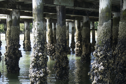 Barnacles attached to dock pylons at low tide in the Pacific Northwest