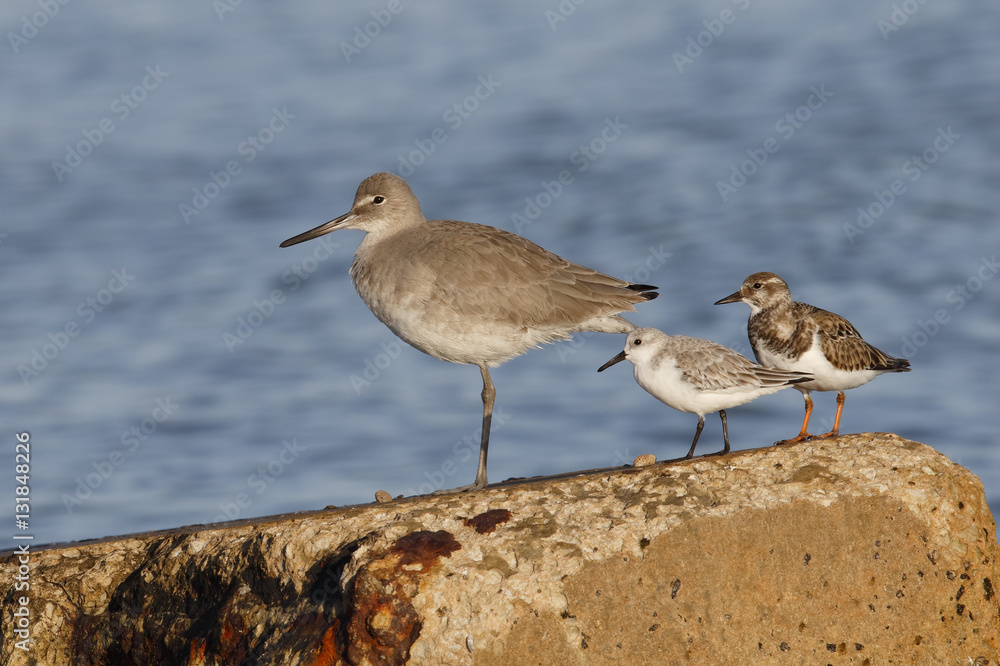 Willet, Sanderling and Ruddy Turnstone on a seawall - Florida Willet, Sanderling and Ruddy Turnstone on a seawall - Florida
