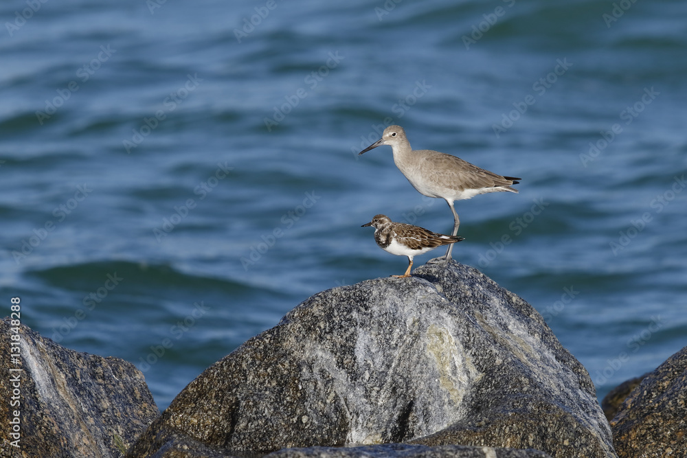 Willet and Ruddy Turnstone perched on a rock - Florida Willet and Ruddy Turnstone perched on a rock - Florida