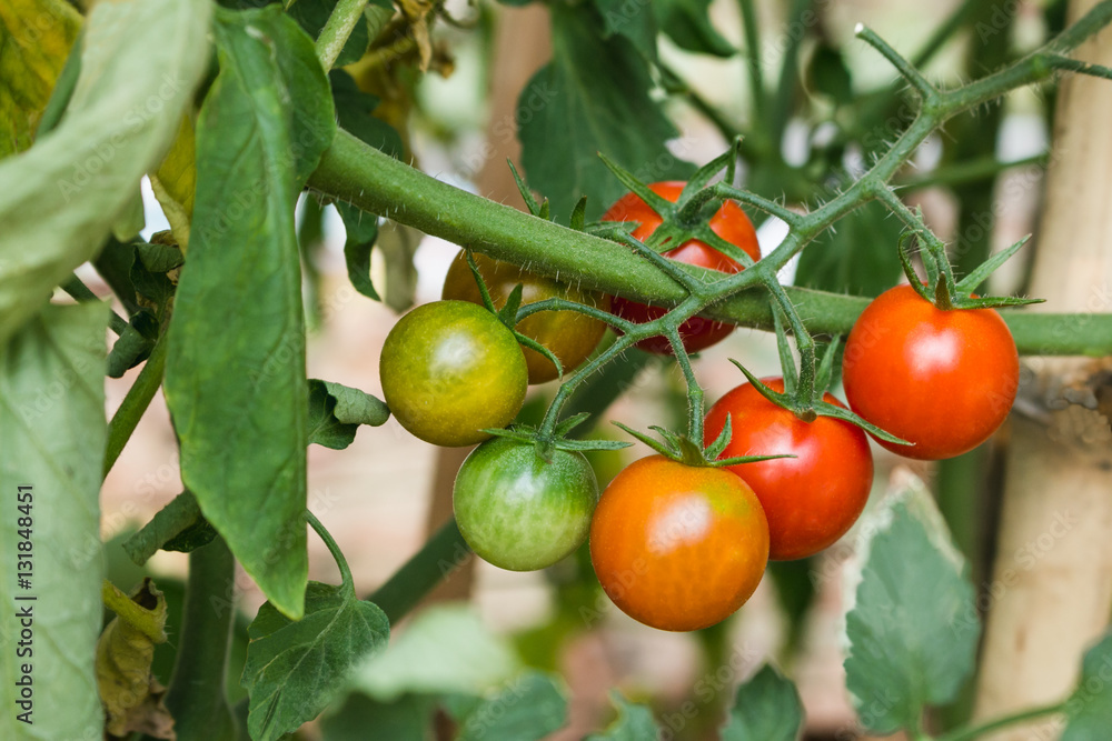 Ripe fresh tomatoes plants