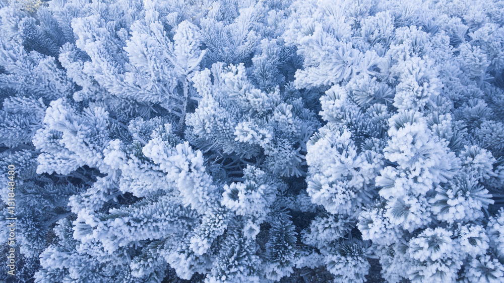 frozen pine tree texture