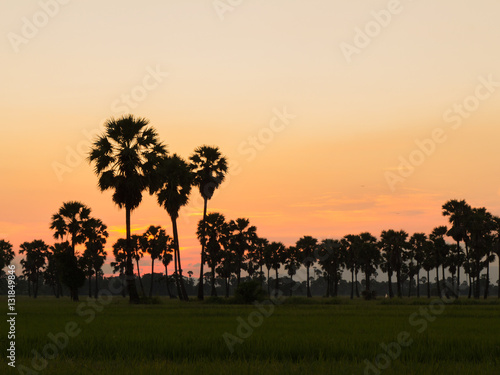 Sunset Rice Thailand Phetchaburi.