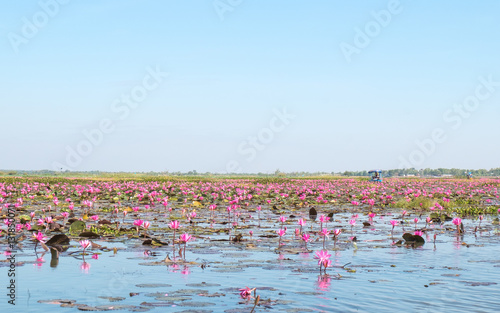 red lotus field lake in harn kumphawapi,udonthani of thailand