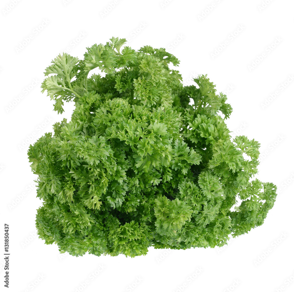 Bunch of fresh green curly parsley. Isolated on white background Bunch of fresh green curly parsley. Isolated on white background