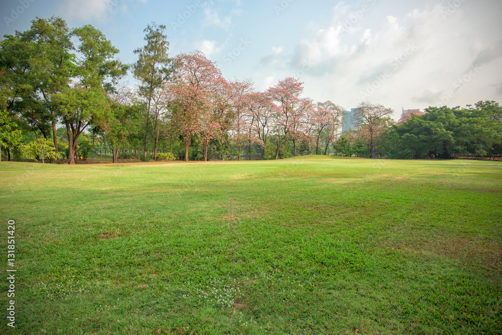 Green grass field in park at city center with blue sky Green grass field in park at city center with blue sky