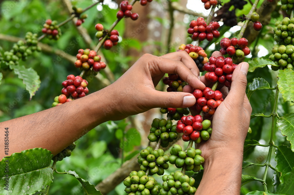 Coffee beans ripening on a tree. Coffee beans ripening on a tree.
