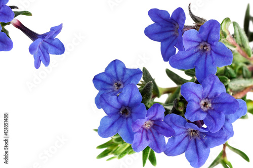Cluster of vivid Heavenly Blue - lithodora diffusa - flowers