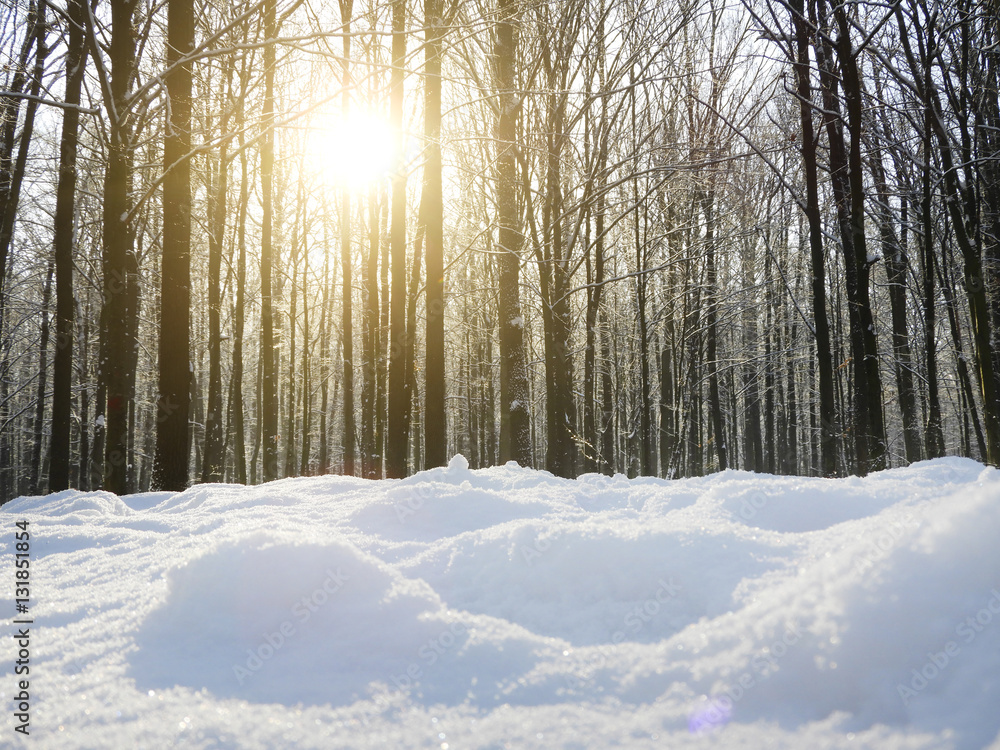 Obraz premium winter forest