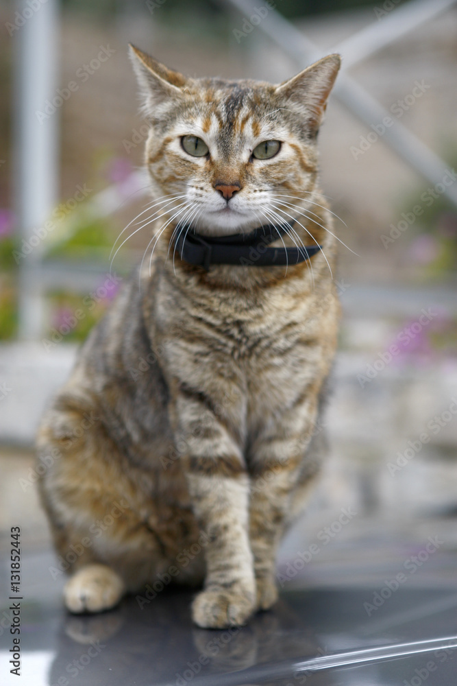 Gato Gato