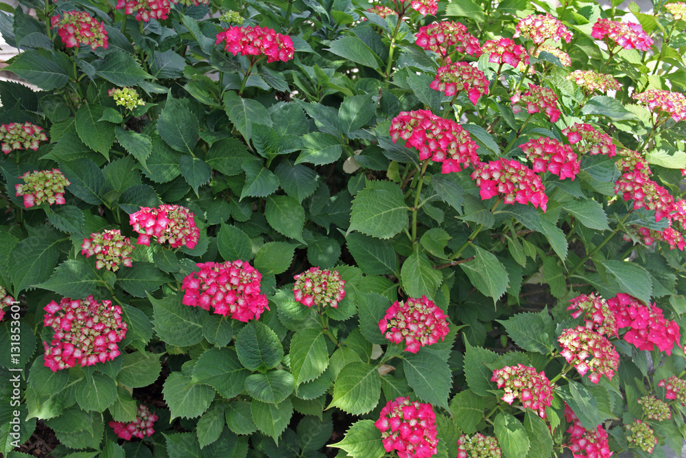 Fototapeta premium Hortensie