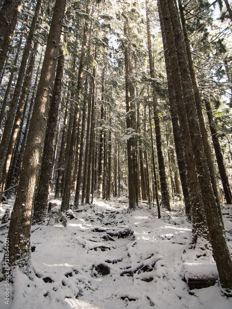 Fototapeta premium Snowy Hiking Trail Through Trees in Forest