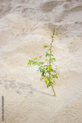 close up plant on sand beach