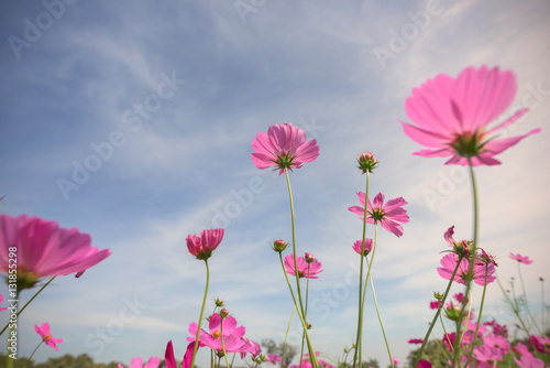 Pink cosmos flowers © yotrakbutda