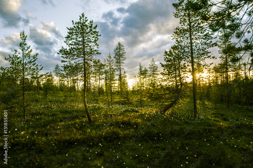 A beautiful bog landscape with cottongrass in sunset A beautiful bog landscape with cottongrass in sunset