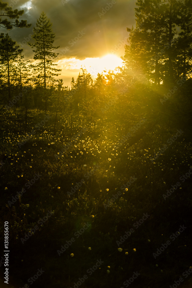 A beautiful bog landscape with cottongrass in sunset with a sun flare - a dreamy look A beautiful bog landscape with cottongrass in sunset with a sun flare - a dreamy look