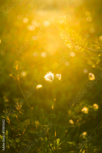 A beautiful bog landscape with cottongrass in sunset with a sun flare - a dreamy look