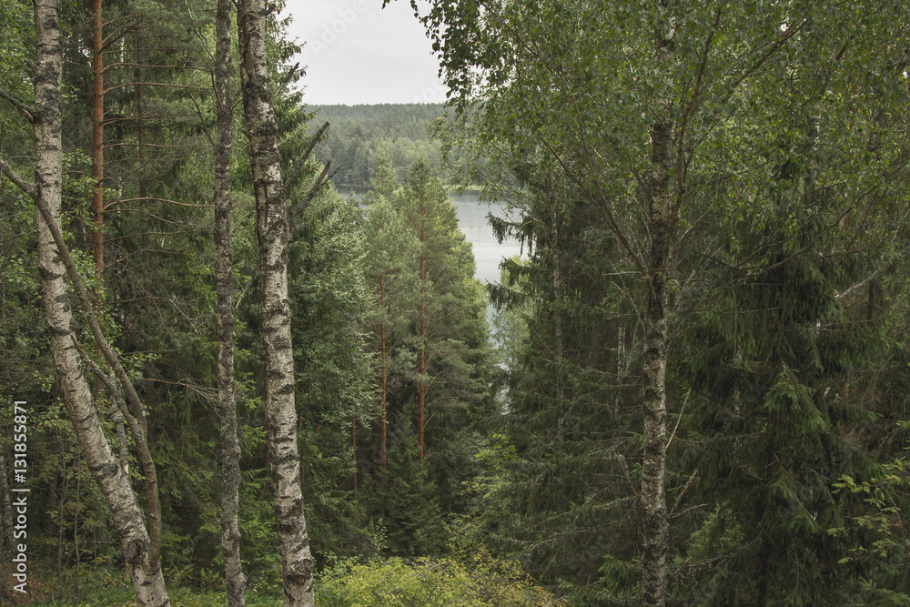 Obraz premium Foretst and lake