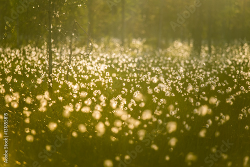 A beautiful bog landscape with cottongrass in sunset with a sun flare - a dreamy look