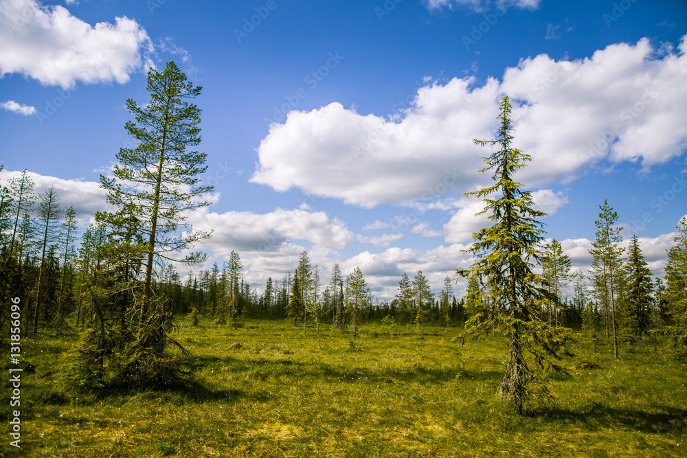 Fototapeta premium A beautiful Finnish forest landscape
