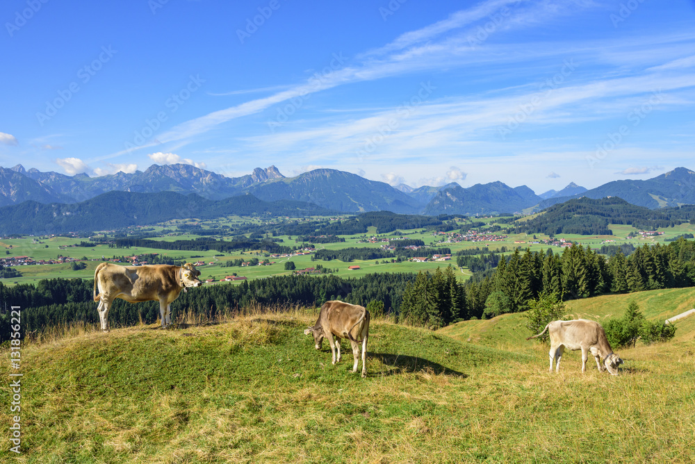 Obraz premium Kuhweide mit Aussicht im Allgäu