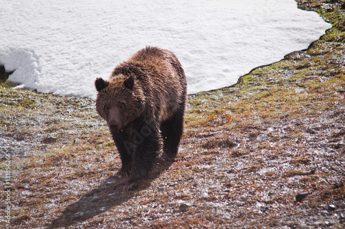 Grizzly a Yellowstone photo