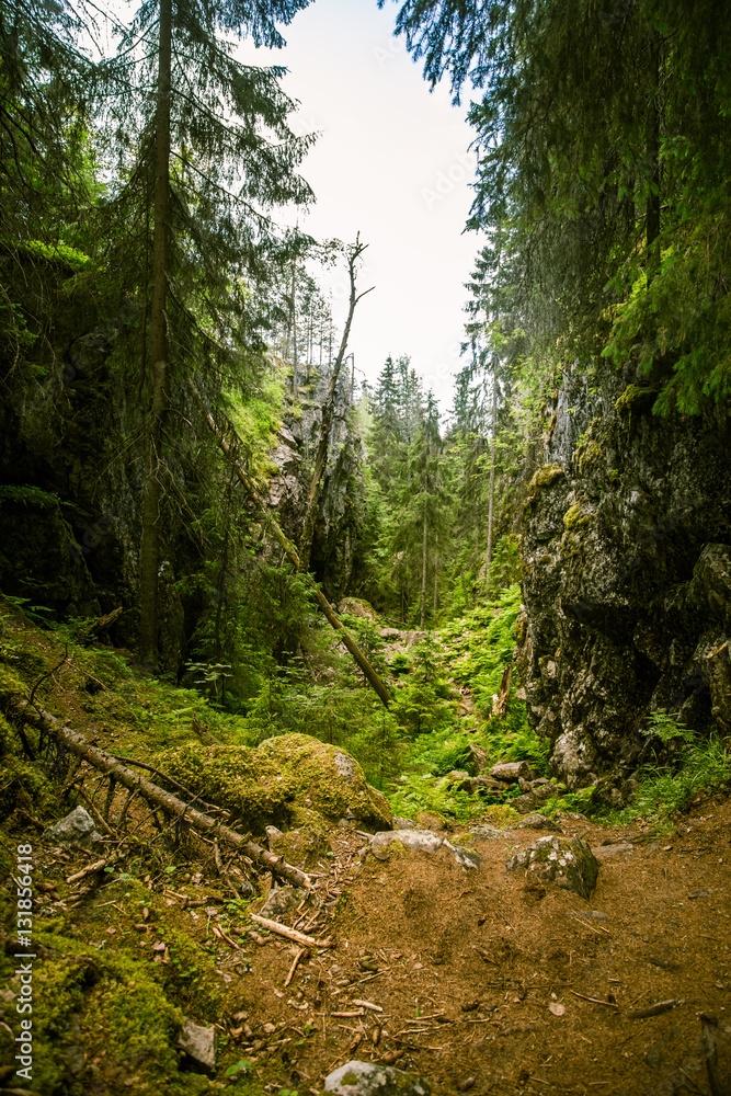 Fototapeta premium A beautiful rocky forest landscape in Finland