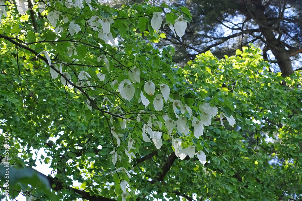 Taschentuchbaum oder Davidia involucrata - dove-tree or Davidia involucrata Taschentuchbaum oder Davidia involucrata - dove-tree or Davidia involucrata