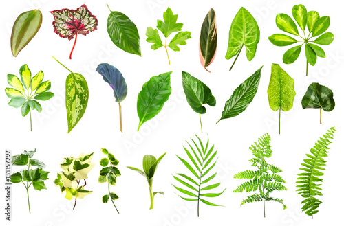 Set of different houseplants leaves on white background