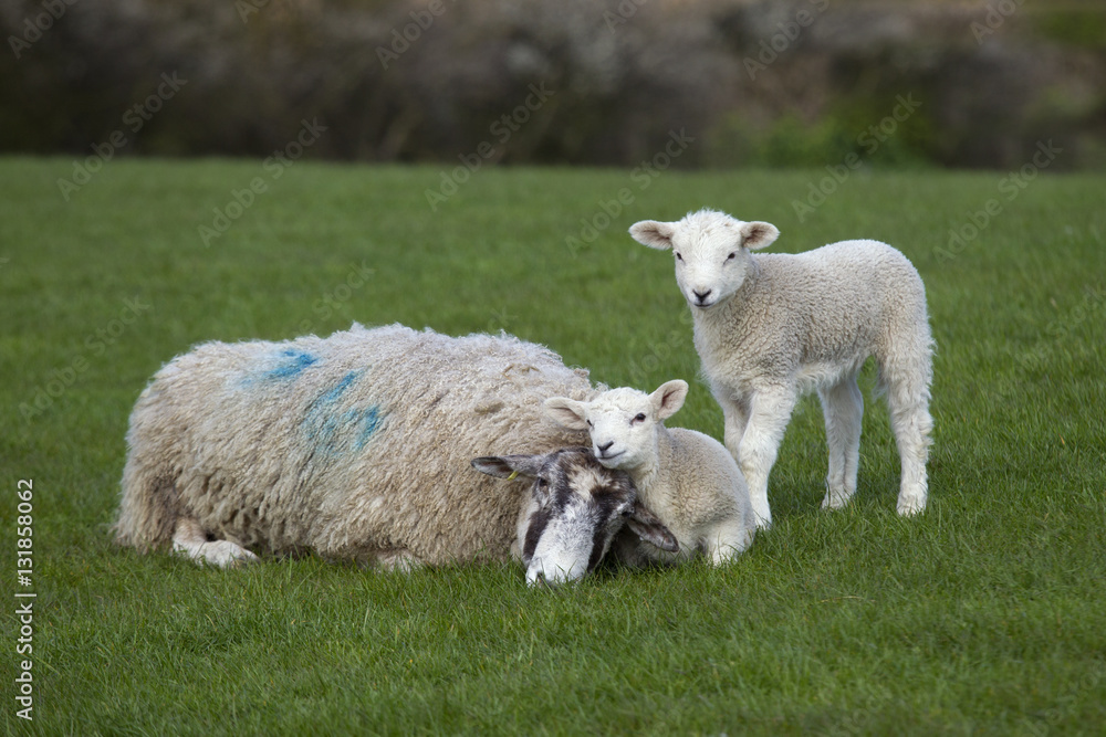 Sheep with spring lambs on grass meadow Sheep with spring lambs on grass meadow