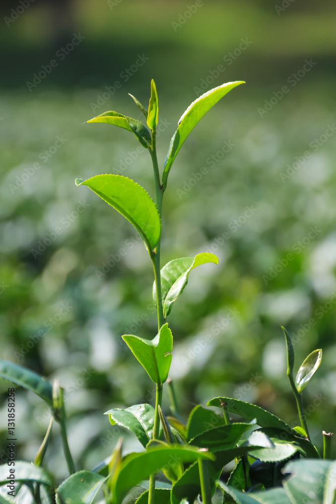 Tea plantation in Chiang rai, Thailand