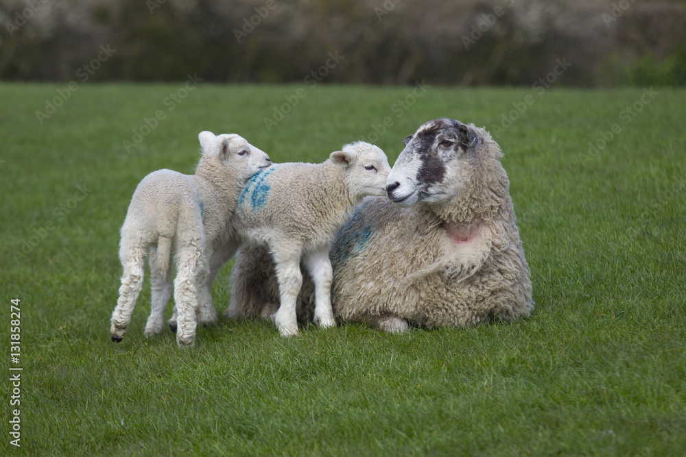 Sheep with spring lambs on grass meadow Sheep with spring lambs on grass meadow