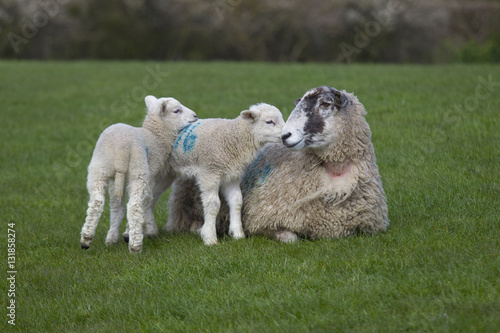 Sheep with spring lambs on grass meadow